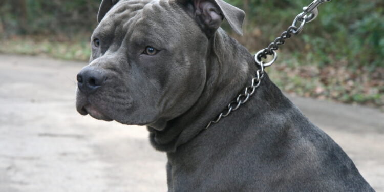 Paranaguá aprova Projeto de Lei que cria cadastro obrigatório de cães de grande porte e raças potencialmente agressivas