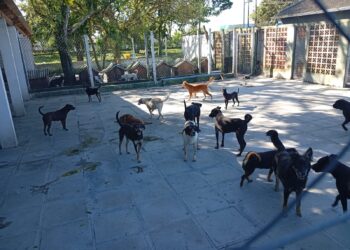 Feira de Adoção e Mutirão de Vacinação acontecem neste sábado no Canil Municipal de Paranaguá