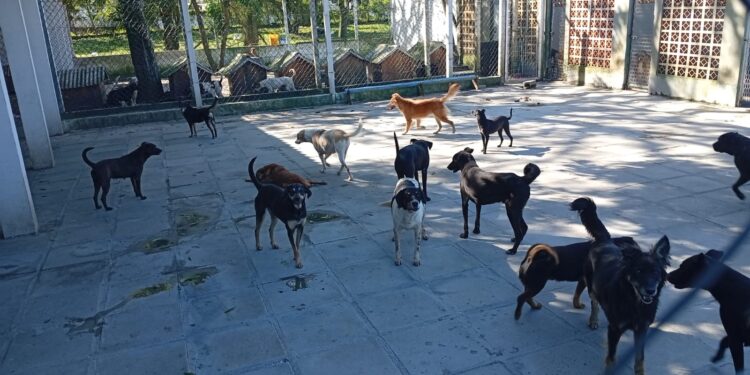 Feira de Adoção e Mutirão de Vacinação acontecem neste sábado no Canil Municipal de Paranaguá