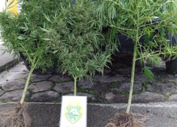 Polícia encontra pés de maconha nos fundos de bar em Guaratuba