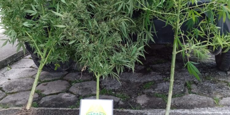 Polícia encontra pés de maconha nos fundos de bar em Guaratuba