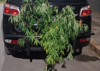 Polícia Militar apreende pé de maconha em área rural de Morretes