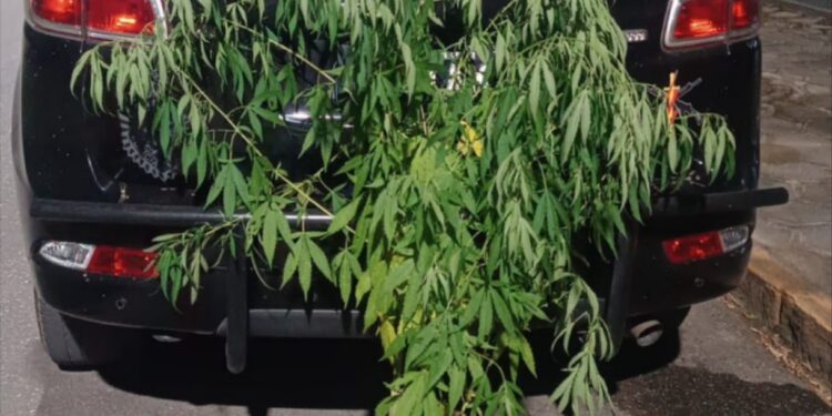 Polícia Militar apreende pé de maconha em área rural de Morretes