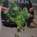 Polícia Militar apreende pé de maconha em área rural de Morretes