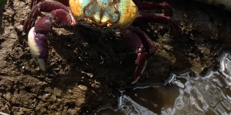 Foto: Acervo/ ICMBIO