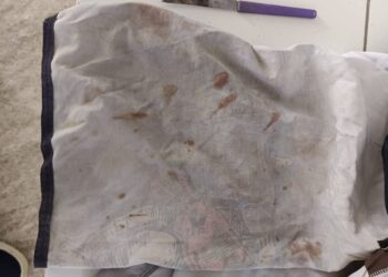 Polícia Civil prende suspeito por matar cão a facadas em Antonina