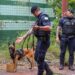 Guarda Civil Municipal de Paranaguá avança na capacitação com instrução sobre cães de faro