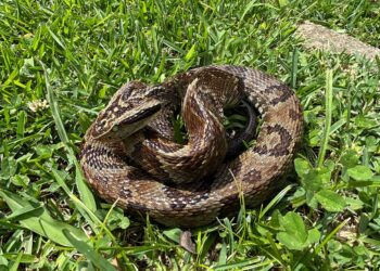 Foto: Juliana Cequinel/SESA