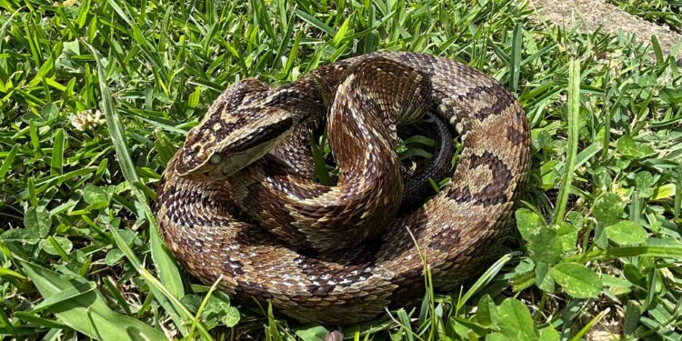 Foto: Juliana Cequinel/SESA