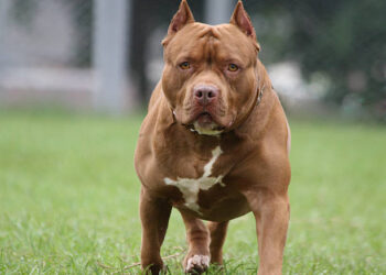 Foto: ilustrativa/ istockphoto