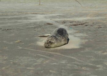 Caso inédito: filhote de elefante-marinho-do-sul é registrado e segue em reabilitação no Paraná