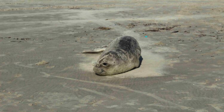 Caso inédito: filhote de elefante-marinho-do-sul é registrado e segue em reabilitação no Paraná
