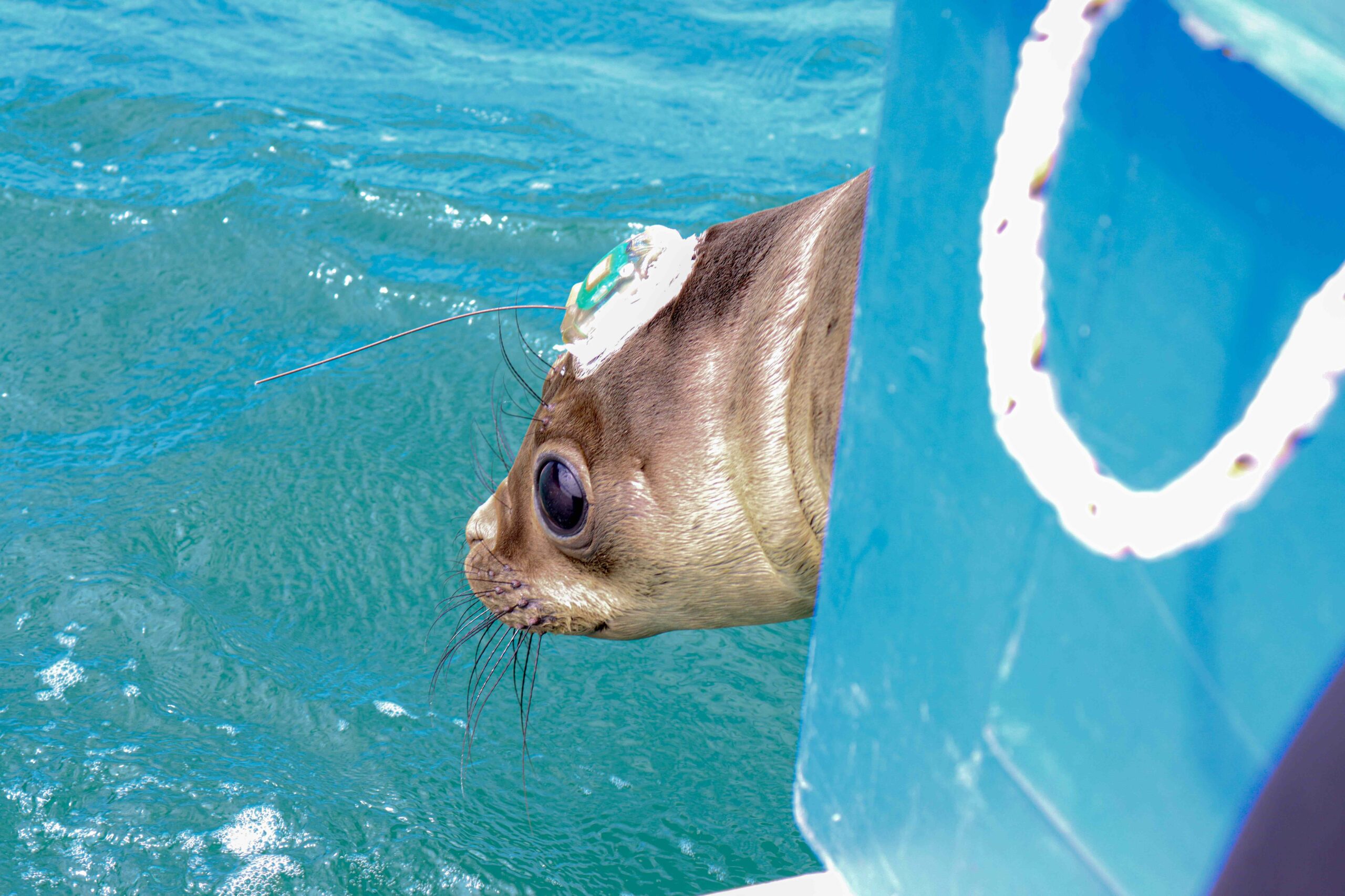 Foto: Comunicação | PMP-BS/LEC-UFPR