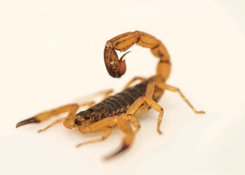 Foto: Eduardo César/ Revista Pesquisa Fapesp