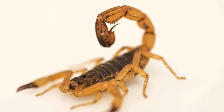 Foto: Eduardo César/ Revista Pesquisa Fapesp