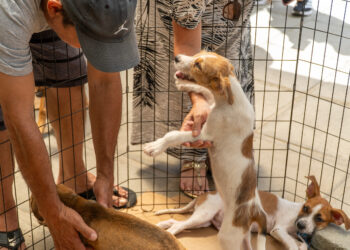 Feira de adoção busca novo lar para quase 300 animais neste sábado em Paranaguá