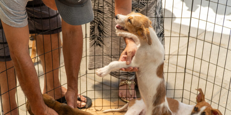 Feira de adoção busca novo lar para quase 300 animais neste sábado em Paranaguá