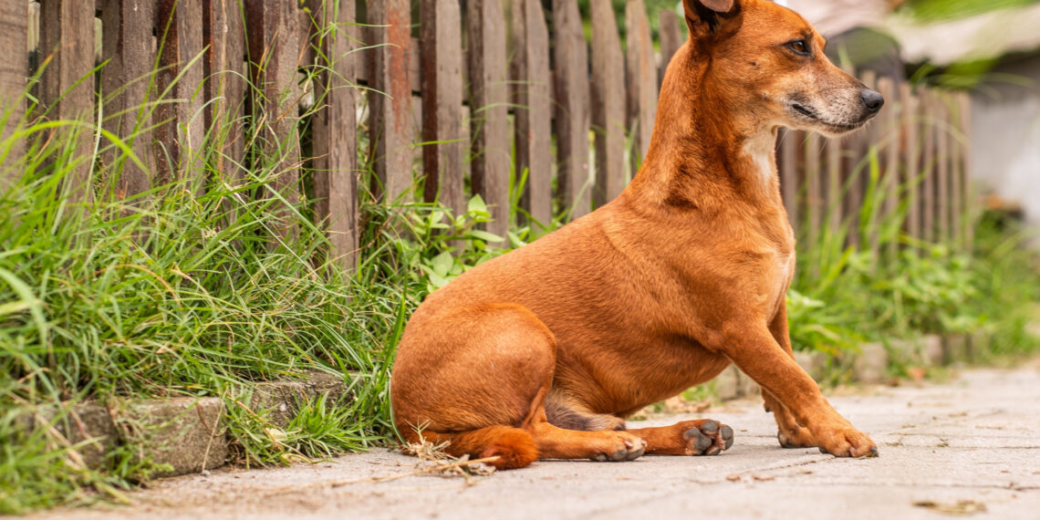 Fotos: Moyses Zanardo