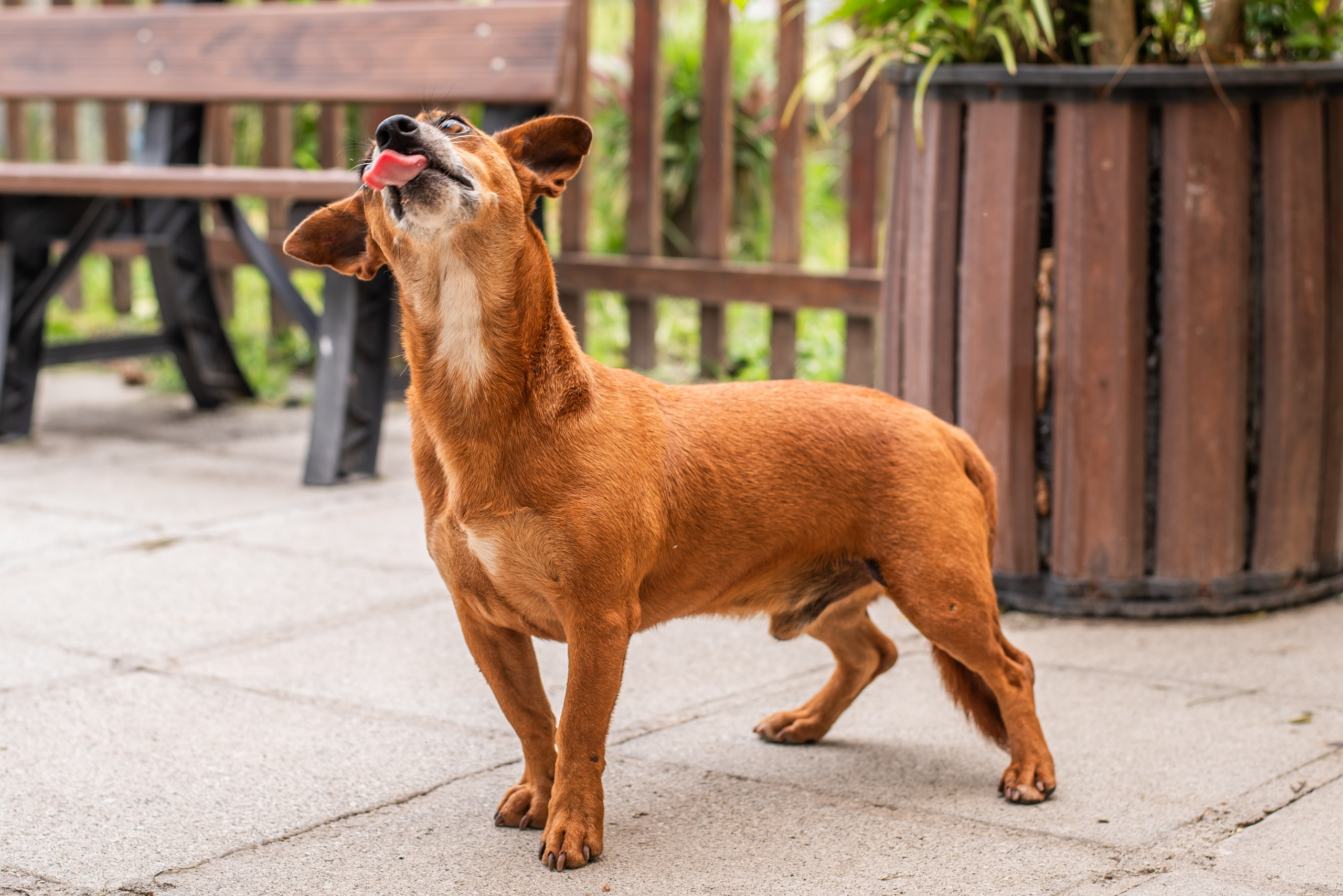 Fotos: Moyses Zanardo