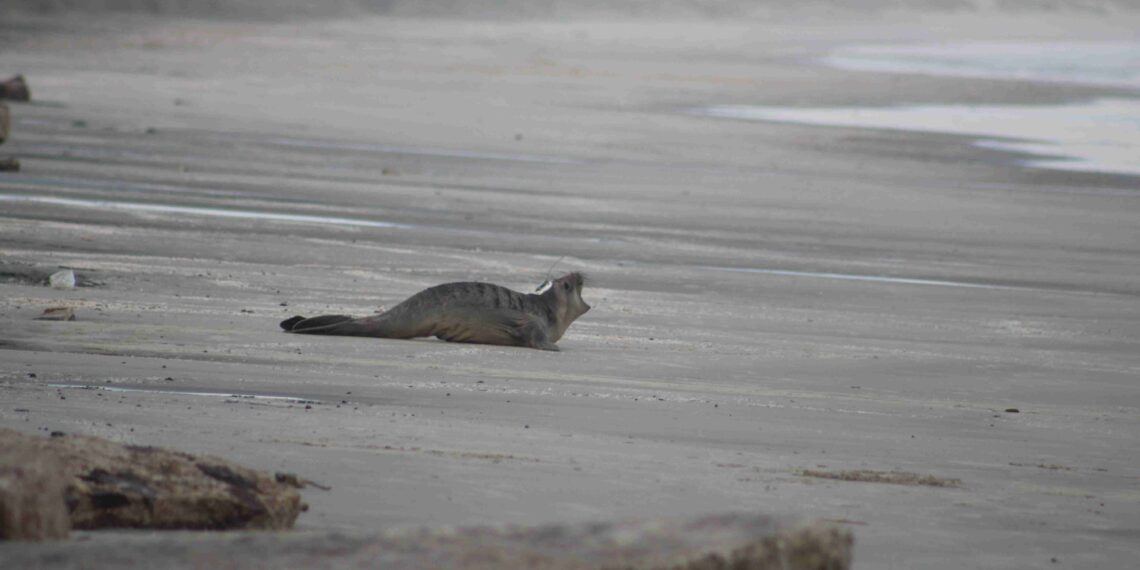 Elefante-marinho reabilitado no Paraná já percorre rota migratória rumo à Argentina