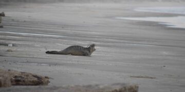 Elefante-marinho reabilitado no Paraná já percorre rota migratória rumo à Argentina