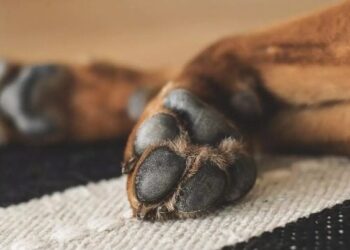 Foto: LUM3N via Pixabay