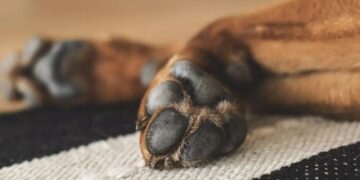 Foto: LUM3N via Pixabay