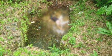 Corpo de mulher é encontrado em área de mata em Antonina