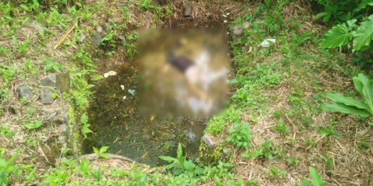 Corpo de mulher é encontrado em área de mata em Antonina