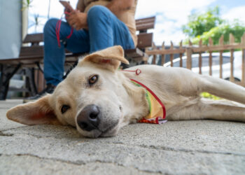 Feira de Adoção chega à 14ª edição e reforça compromisso com o bem-estar animal em Paranaguá