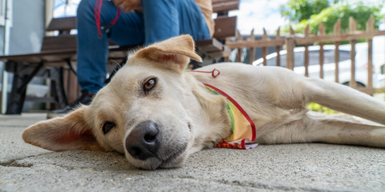 Feira de Adoção chega à 14ª edição e reforça compromisso com o bem-estar animal em Paranaguá