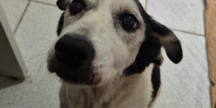 Tutu inspira adoção responsável em feira com 280 animais em Paranaguá.