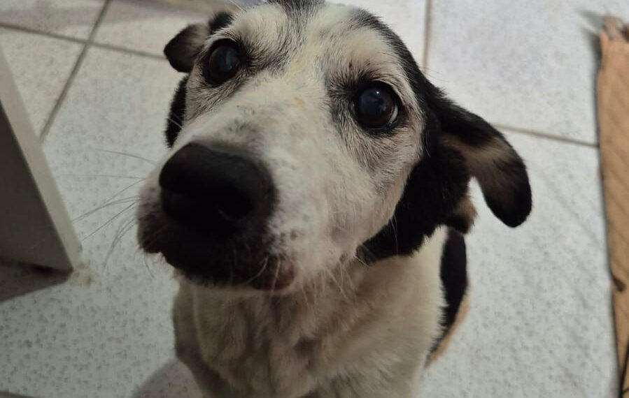 Tutu inspira adoção responsável em feira com 280 animais em Paranaguá.