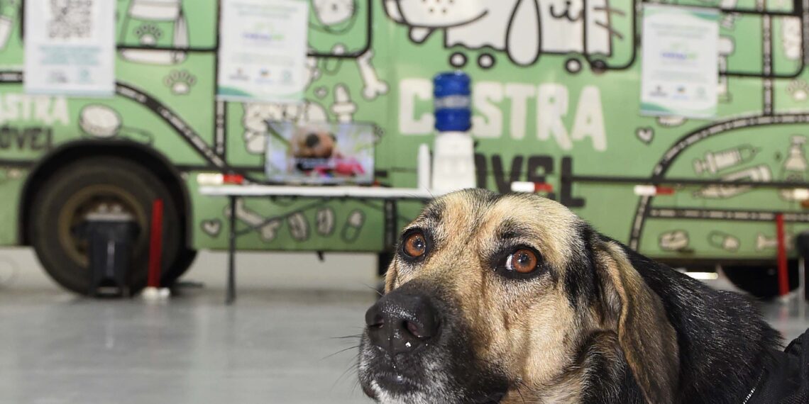 Programa CastraPet Paraná vai beneficiar mais de 8 mil cães e gatos em abril