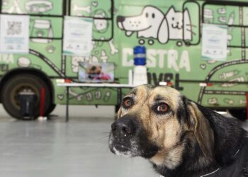 Programa CastraPet Paraná vai beneficiar mais de 8 mil cães e gatos em abril