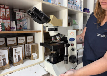 Prefeitura de Paranaguá investe em tecnologia veterinária e projeta economia com exames no Canil Municipal