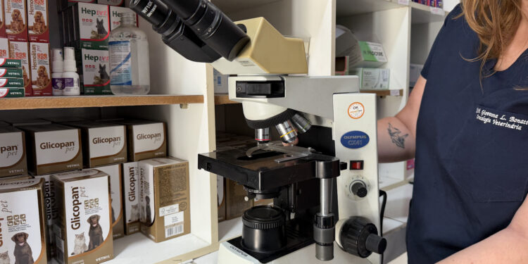 Prefeitura de Paranaguá investe em tecnologia veterinária e projeta economia com exames no Canil Municipal