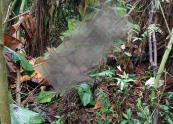 Foto: Conexão Antonina