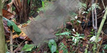 Foto: Conexão Antonina