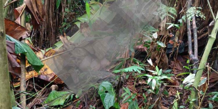 Foto: Conexão Antonina