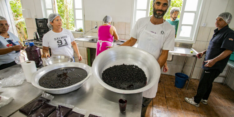 Açaí juçara vira alternativa de renda para comunidades caiçaras no Litoral do Paraná