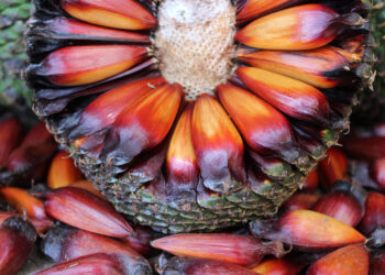 Foto: Mauro Scharnik/IAT