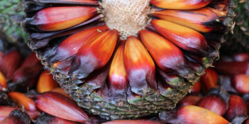 Foto: Mauro Scharnik/IAT