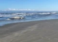 Baleia-jubarte de 10 metros é encontrada morta em praia do Litoral do Paraná