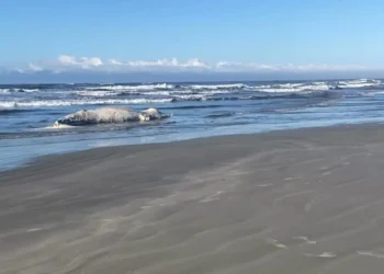 Baleia-jubarte de 10 metros é encontrada morta em praia do Litoral do Paraná