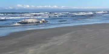 Baleia-jubarte de 10 metros é encontrada morta em praia do Litoral do Paraná