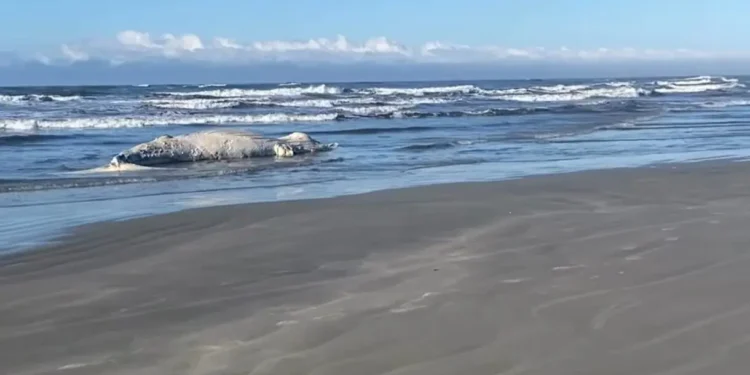 Baleia-jubarte de 10 metros é encontrada morta em praia do Litoral do Paraná