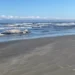 Baleia-jubarte de 10 metros é encontrada morta em praia do Litoral do Paraná