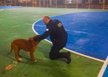 Guarda Municipal resgata pit bull em situação de maus-tratos em Pontal do Sul
