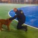 Guarda Municipal resgata pit bull em situação de maus-tratos em Pontal do Sul